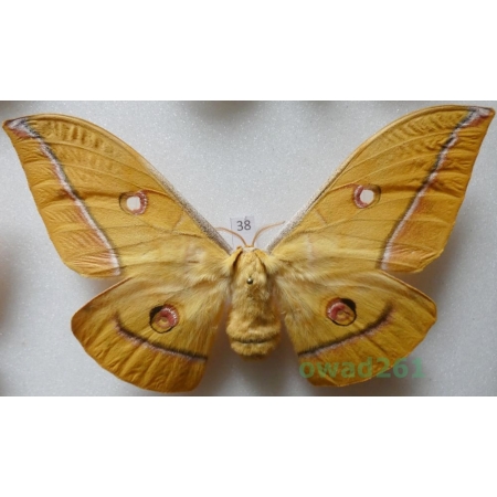 Antheraea yamamai (Guerin-Menevill, 1861) female ex. ovo Italy 117mm38